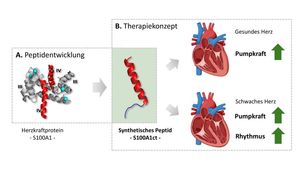 Bild des das synthetischen Kurzpeptids S100A1ct. Es ahmt die biologischen Wirkungen des natürlichen Proteins nach. 