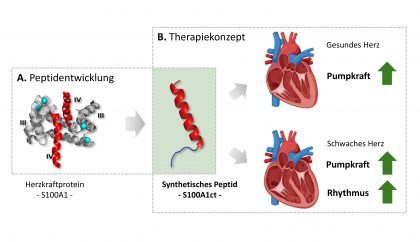 Bild des das synthetischen Kurzpeptids S100A1ct. Es ahmt die biologischen Wirkungen des natürlichen Proteins nach.