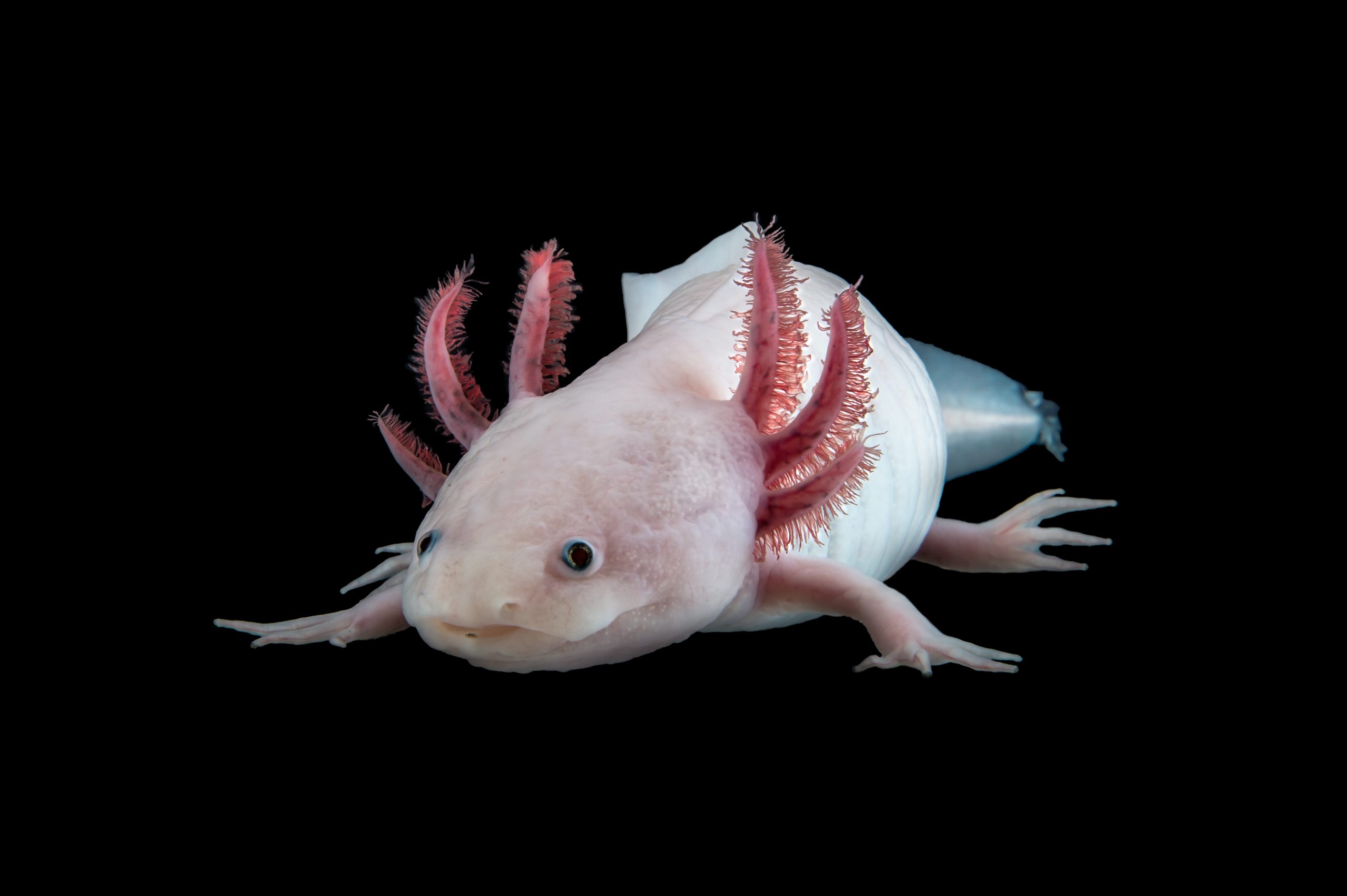 2017 Axolotl IMP Scaled 