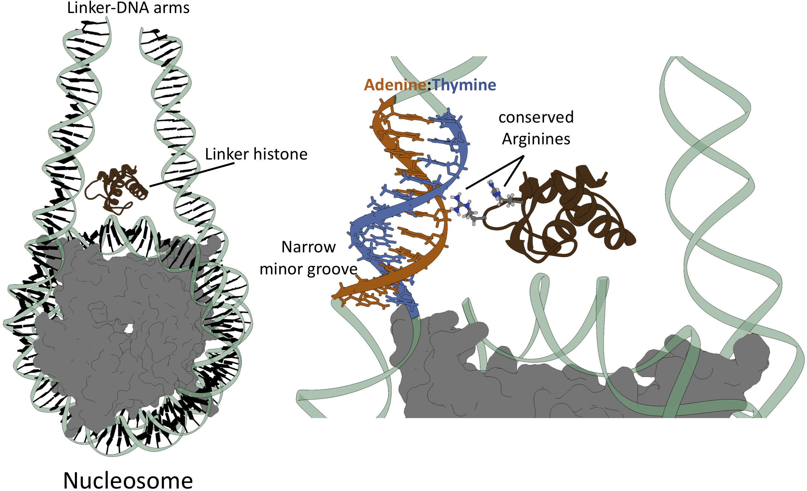 It s In The DNA Sequence Recognition By The Linker Histone HITS