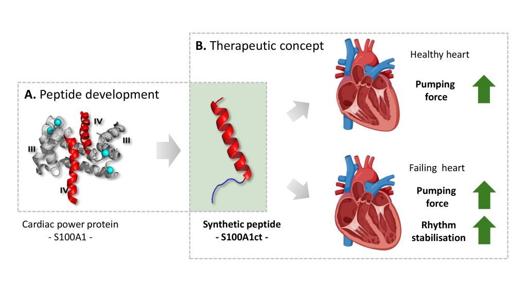 A synthetic peptide based on the natural protein S100A1, 