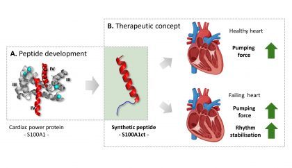 A synthetic peptide based on the natural protein S100A1,